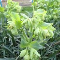 Helleborus foetidus